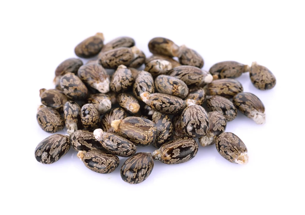 PURLINE castor seeds