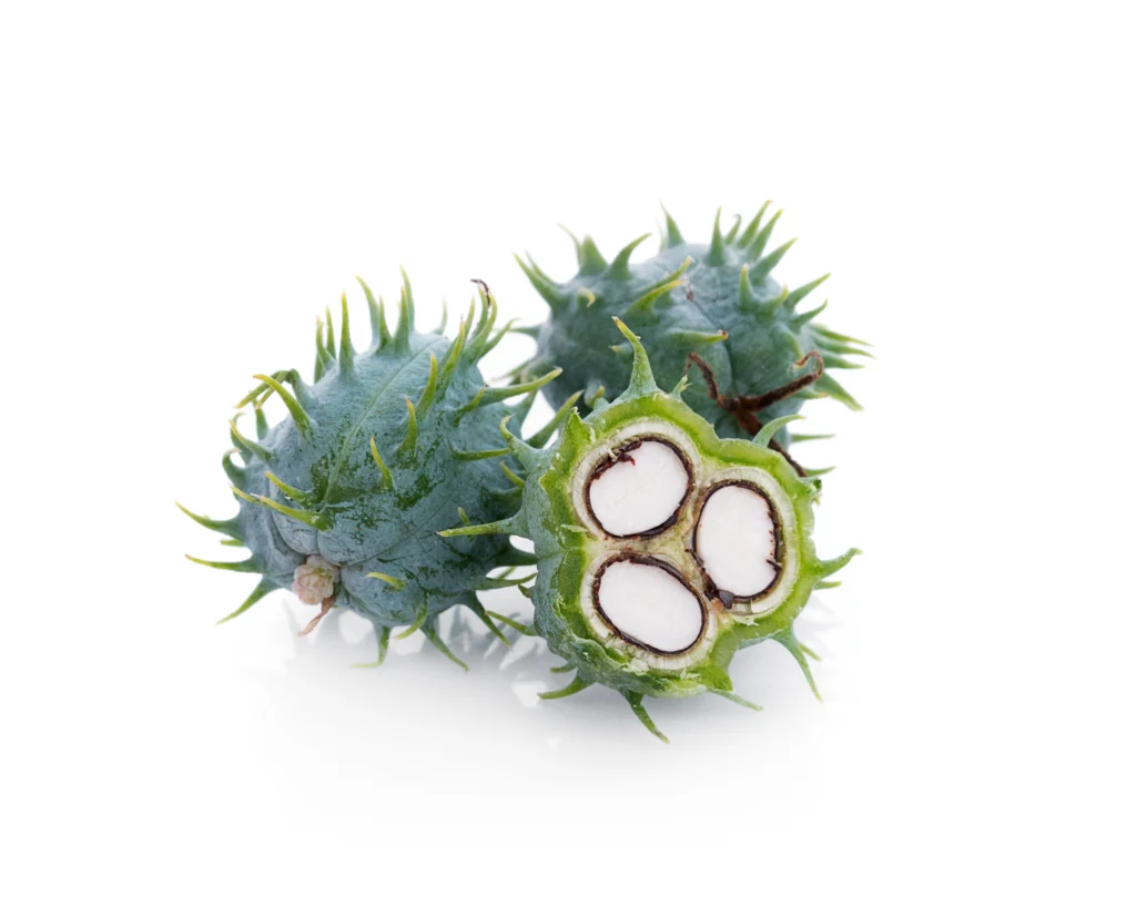 BIO-BASED POLYURETHANE CASTOR Plant
